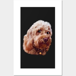 Cute Cavapoo Cavoodle puppy dog side eye Face  - cavalier king charles spaniel poodle, puppy love Posters and Art